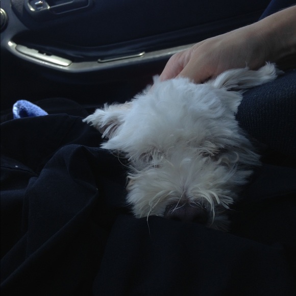 🐾🖤 Send CLOVER More LOVE!! FOLLOW GAME !! 😊 - Picture 7 of 7